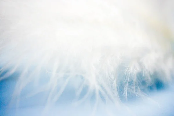 depositphotos_239047558-stock-photo-feather-close-up-on-the
